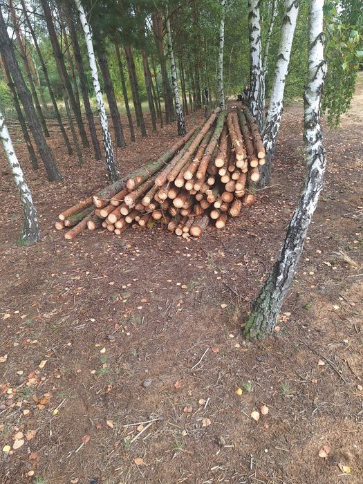 Stemple sosnowa 3m nowe