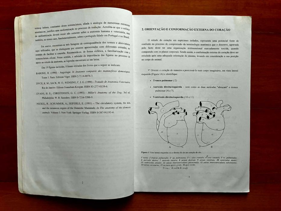 O Coração dos Mamíferos Domésticos