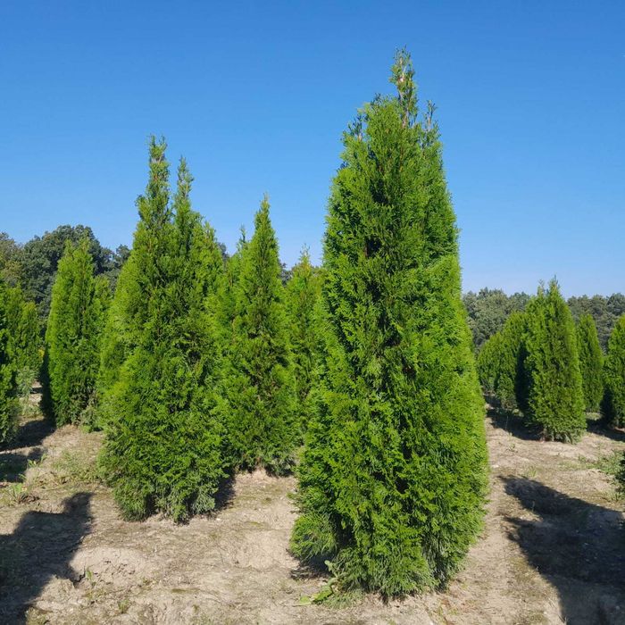 Tuja Szmaragd, Brabant, Blue Arrow Sadzimy Dostawa! Do 250 cm!