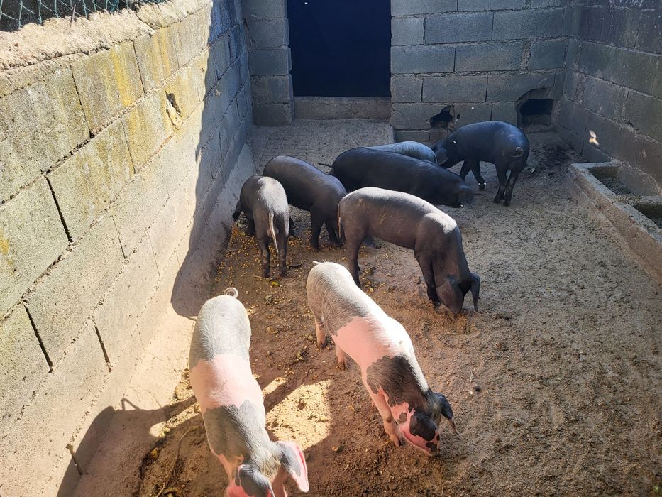 Leitoes Bisaros puros
