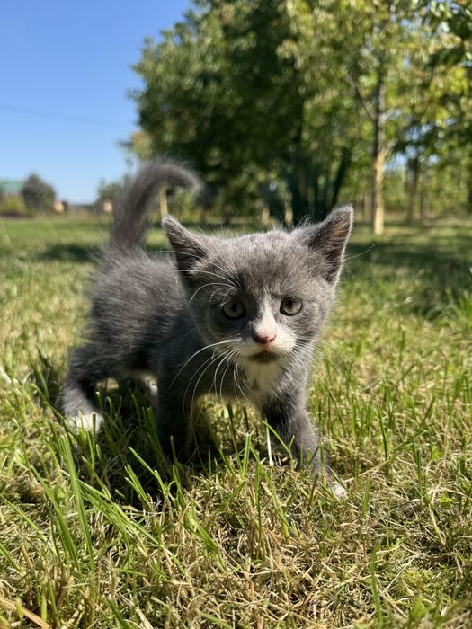 Віддамо в добрі руки маленьких кошенят