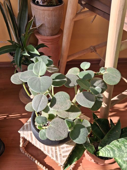 Peperomia incana