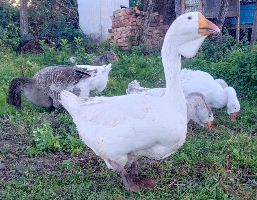 Гуси    Холмагори