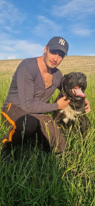 Кане корсо.вязка.родословная.КСУ