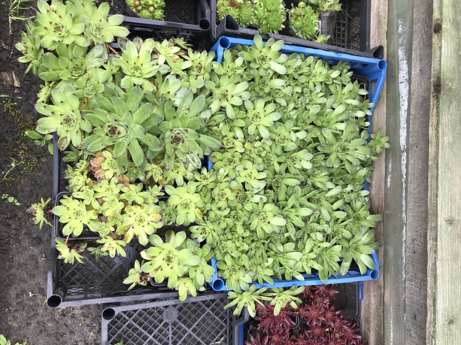 Кам‘яна роза, молодило