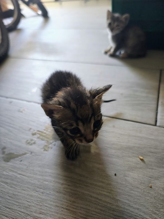 Gatinhos recém nascido