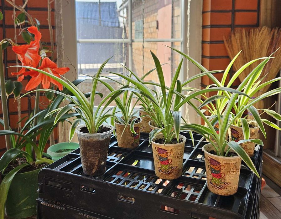 Хлорофитум очиститель воздуха, хлорофітум очищувач повітря, Хлорофітум