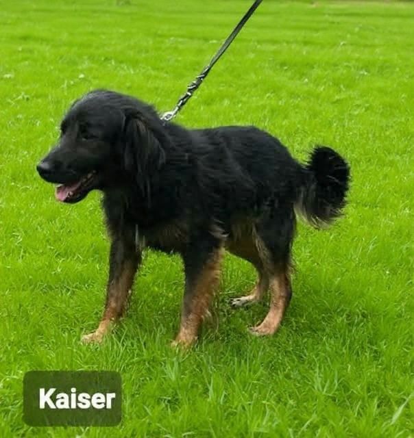 Przepiękny i kochany pies do adopcji.