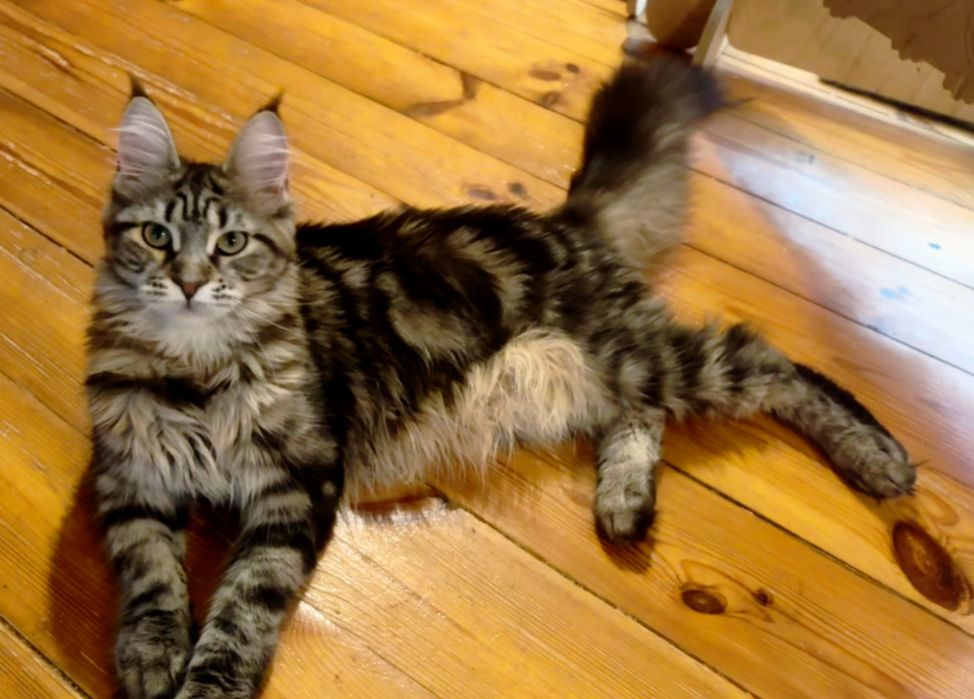 Kleopatra piekna kotka maine coon SHK WCF