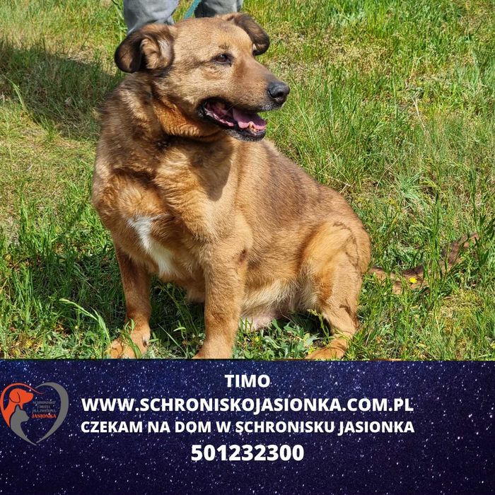 Timo do adopcji – Schronisko Jasionka