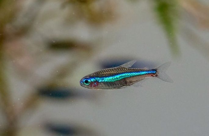 Neon simulans zielony