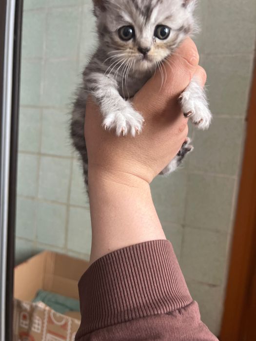 Продаю котеняток