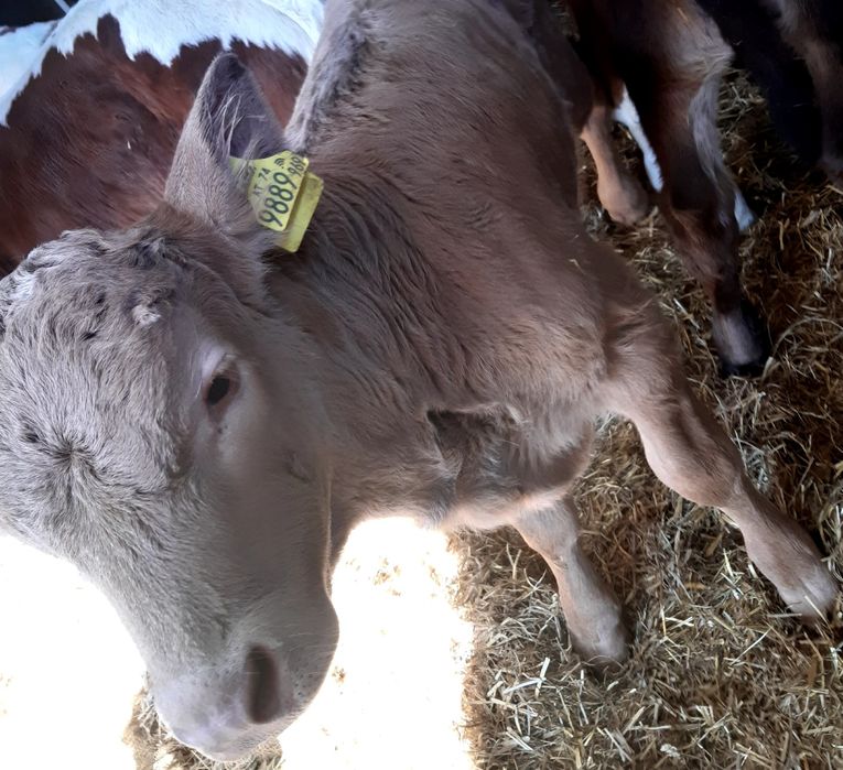 Sprzedam byczki miesne cieleta