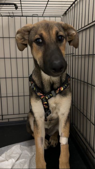 Собака Мия 1 год