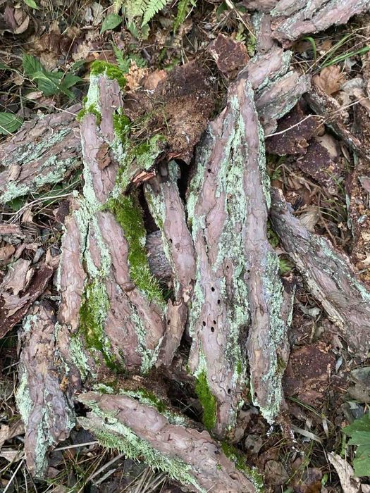 Кора соснова вкрита мохом