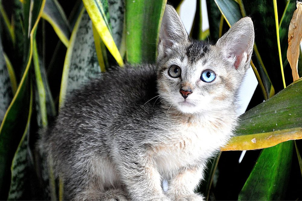 Мальчик редкого окраса.