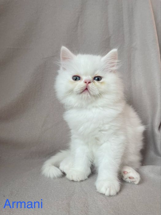 Koty perskie, kot perski, pers