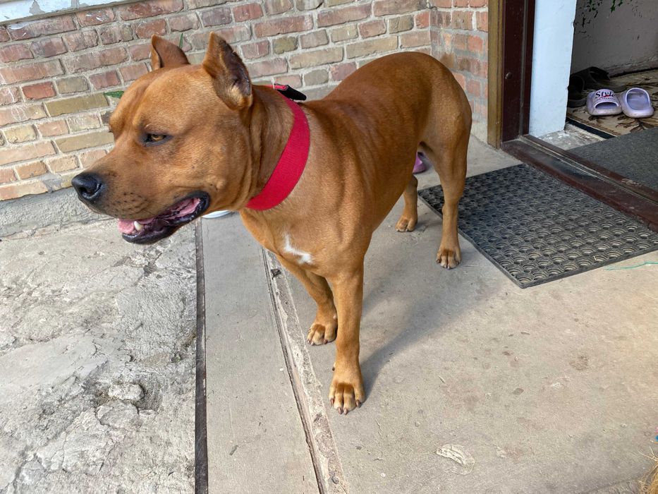 В'язка Американського стафтер'єра