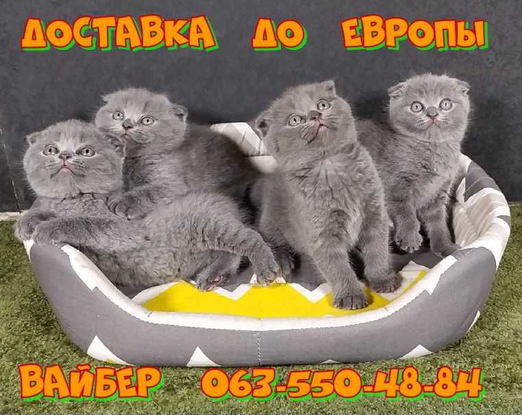 Котята Шотландской породы.