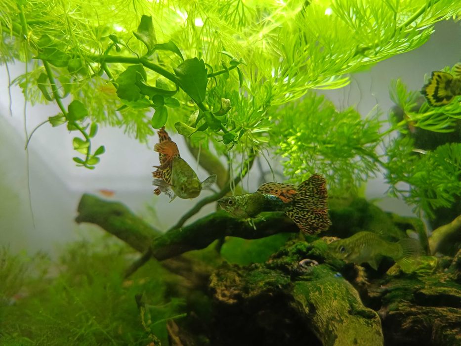 Gupiki Cobra Multikolor