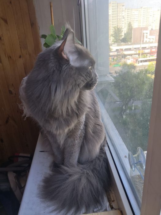 Мейн-кун Кузя шукає наречену у  Деснянський район