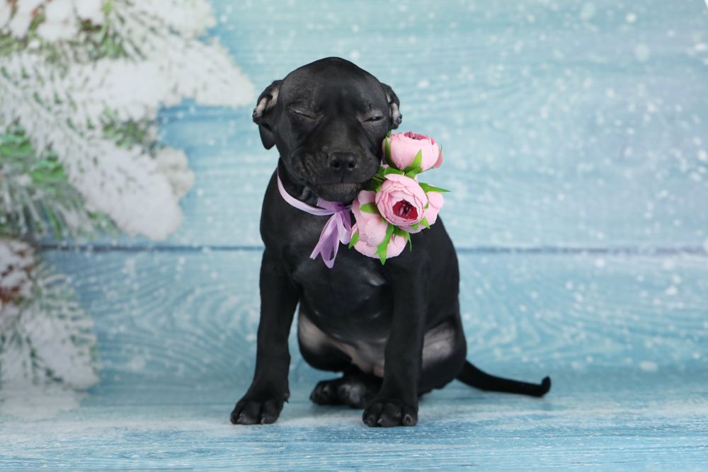 Чорна красуня Пітбуля.Амереканський Пітбультер'єр.Піт