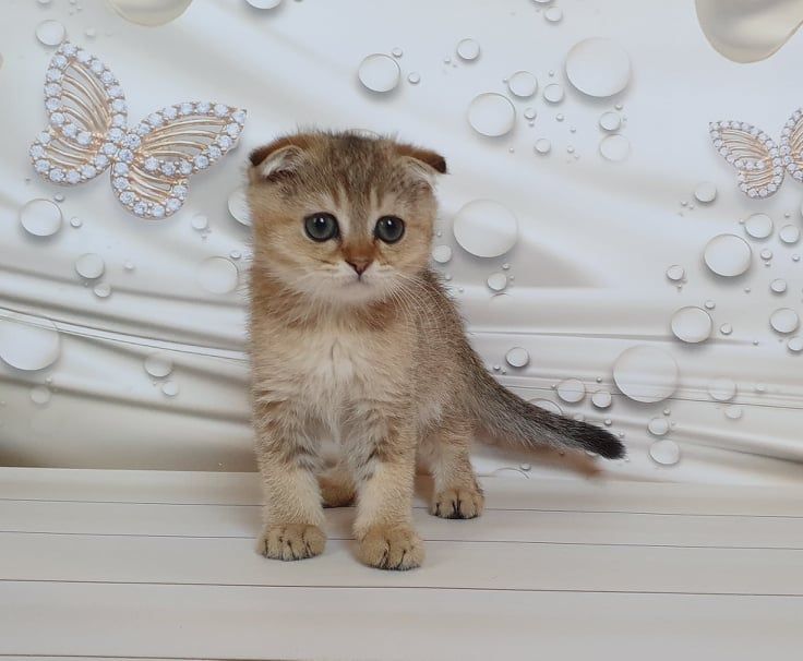 Знакомьтесь - мальчик Винстон!