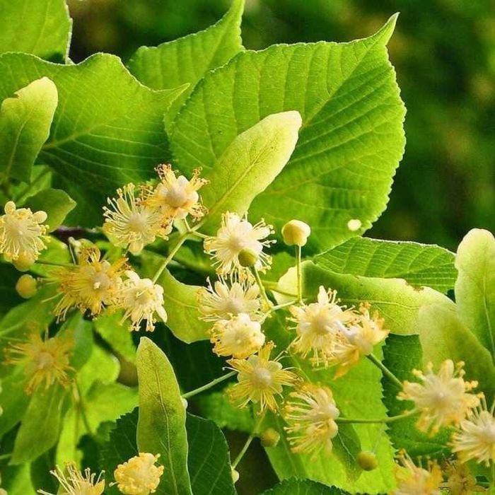 Lipa drobnolistna Miododajna Duże sadzonki