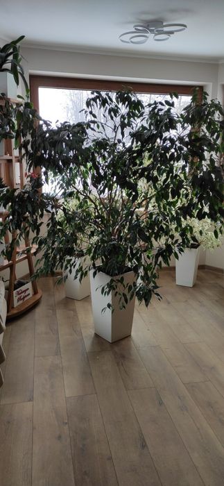 Duży kwiatek z liśćmi, zielony Beniamin 180 cm