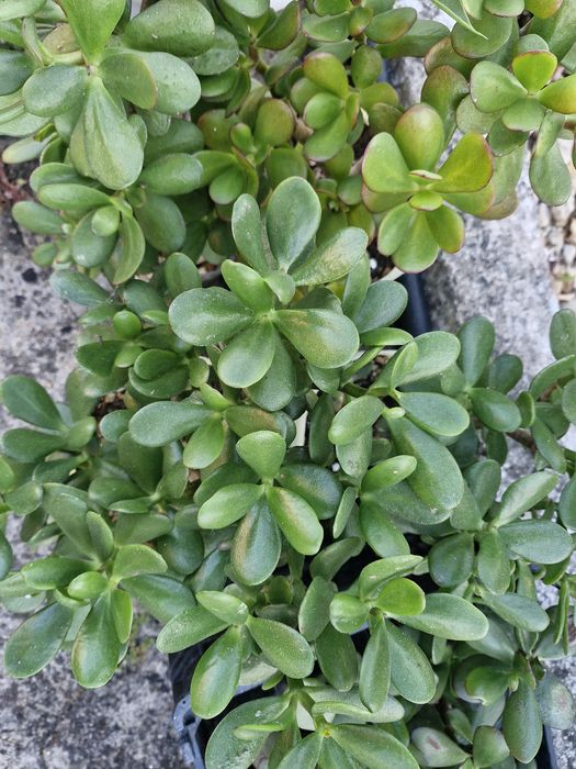Jade Árvore do Dinheiro e da Propriedade
