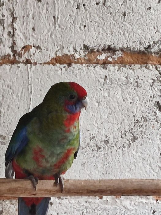 Cedo fêmea de rosella penant