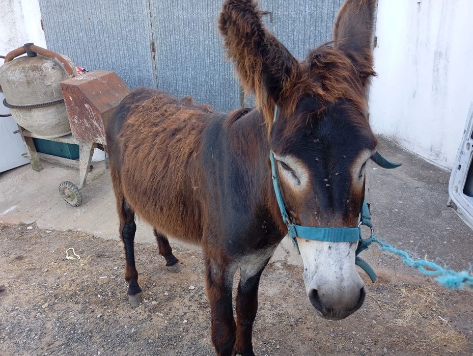 Burro Mirandês domesticado ideal para crianças