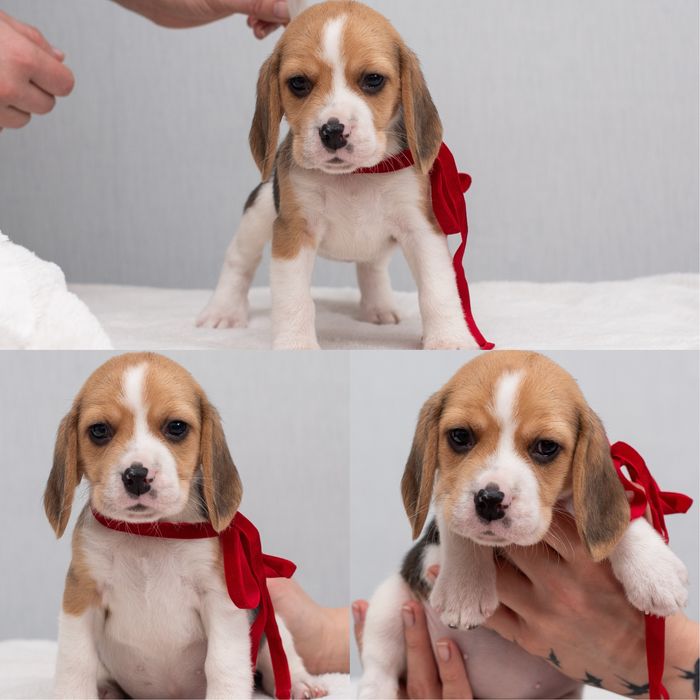 Цуценята бігля, відкрито бронювання