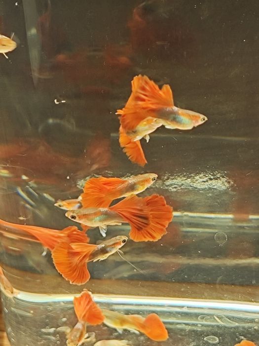 Guppies de Linhagem Disponíveis