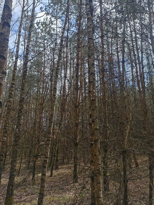 Sprzedam Młody Las 3,10 ha w krasowo - Częstki