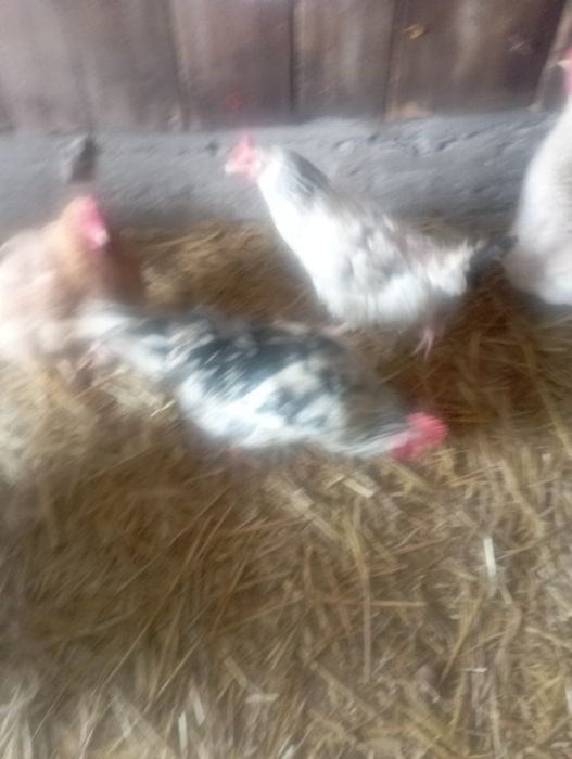 Koguty młode z lata różne gatunki