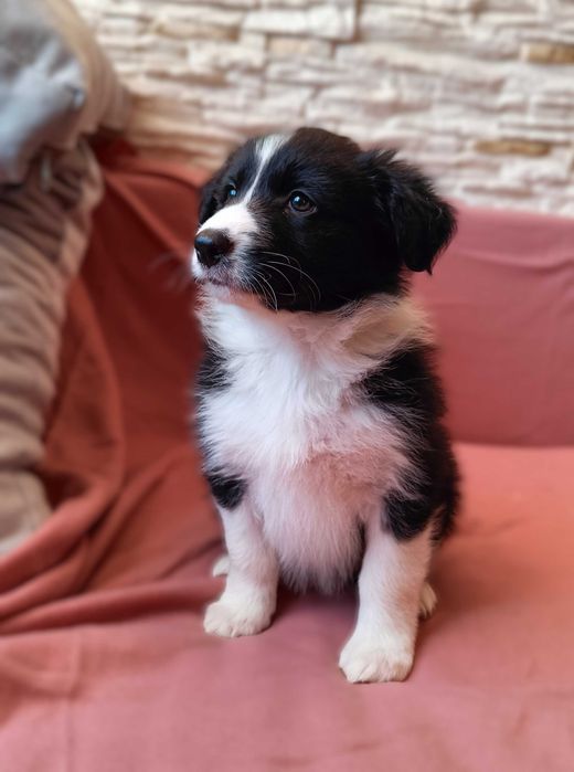 Border collie szczenię