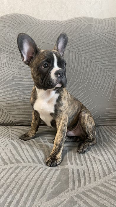 Хлопчик французького бульдога