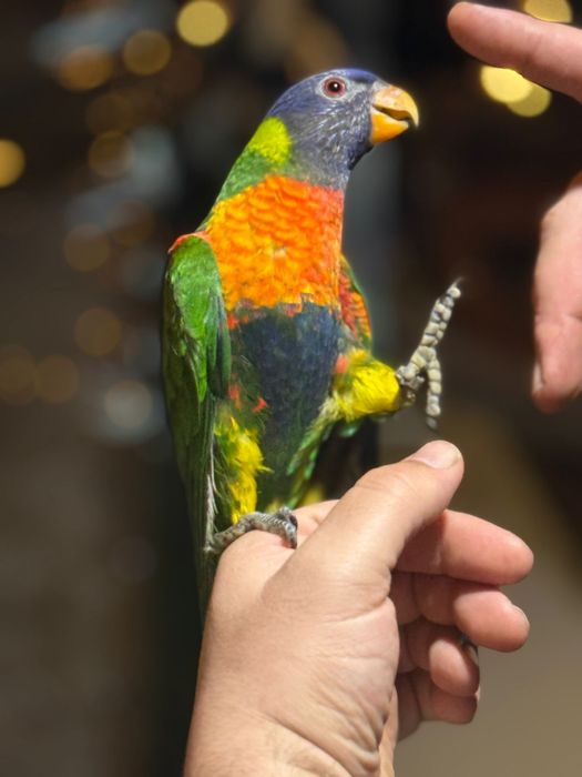 Vendo papagaio Papagaio arco íris (Loris) Domesticado super meigo………..