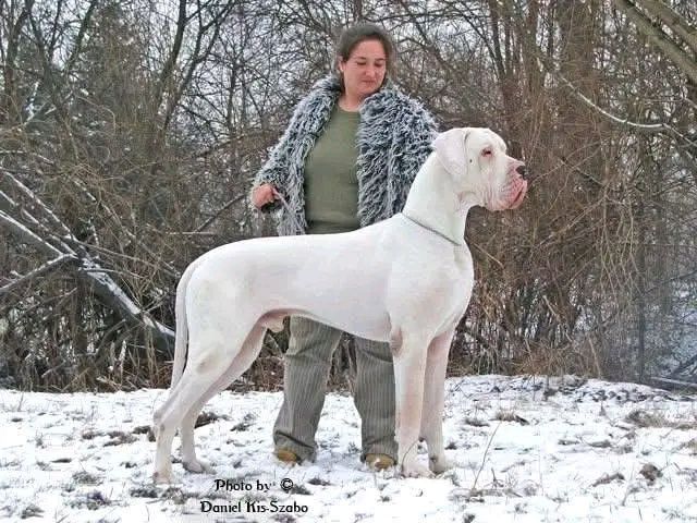 Dog niemiecki arlekin