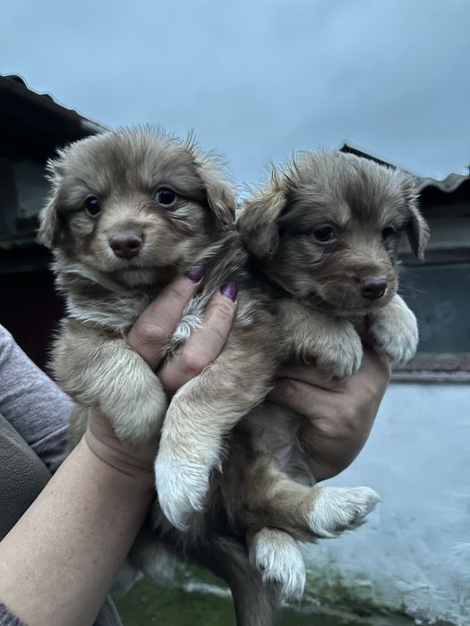 Цуцики - дворняжки шукають дім