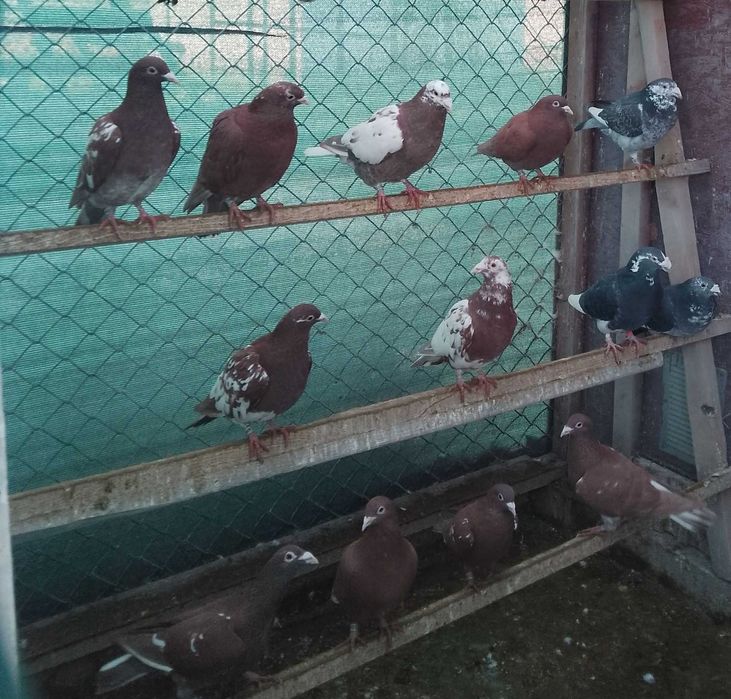 Gołębie mulemansy młode 2025 r