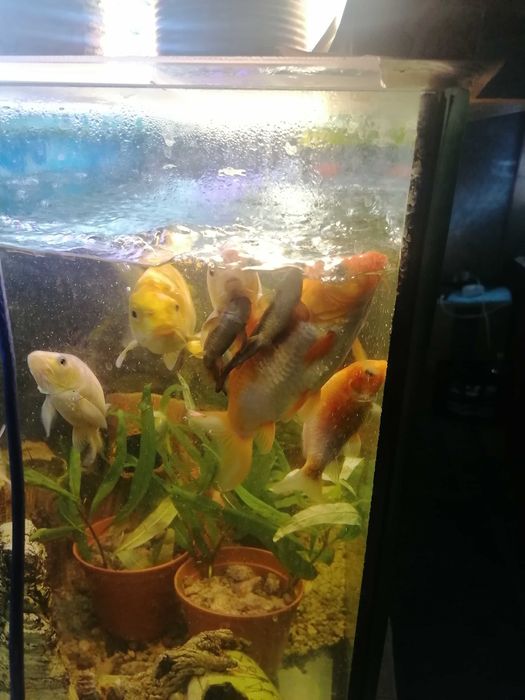 Продам карпа кои