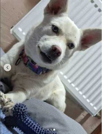 Господар собачки Лоліти піде на війну, а вона залишиться сама