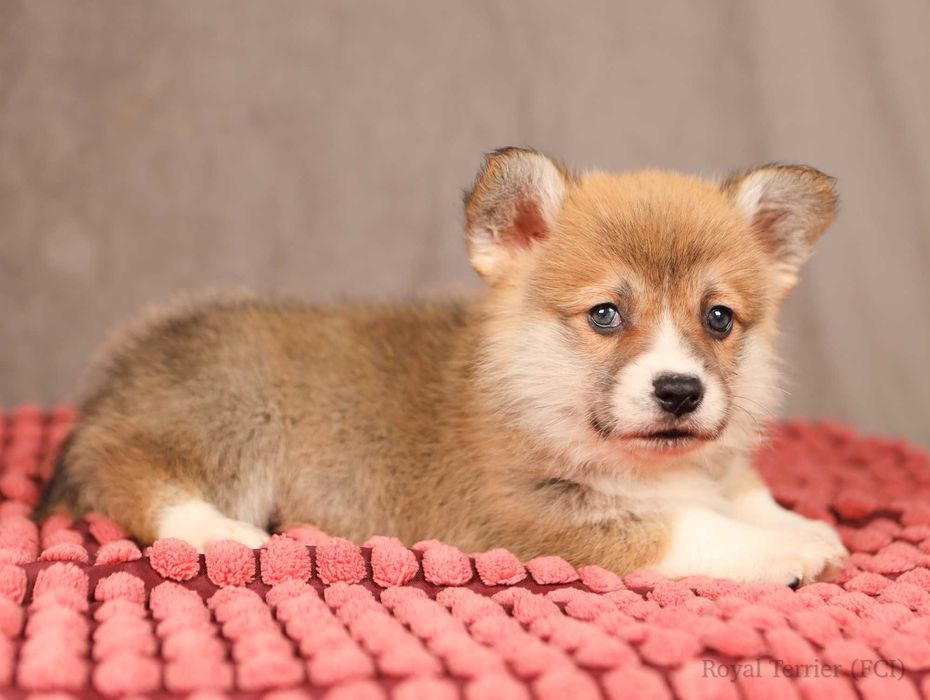 piesek Welsh Corgi Pembroke ZKWP/FCI po championie