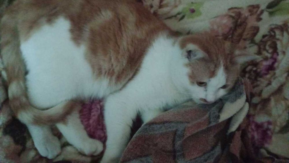 Отдам котёнка в добрые руки