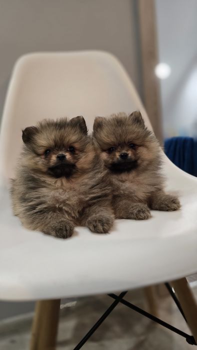 Pomeranian cudowna suczka