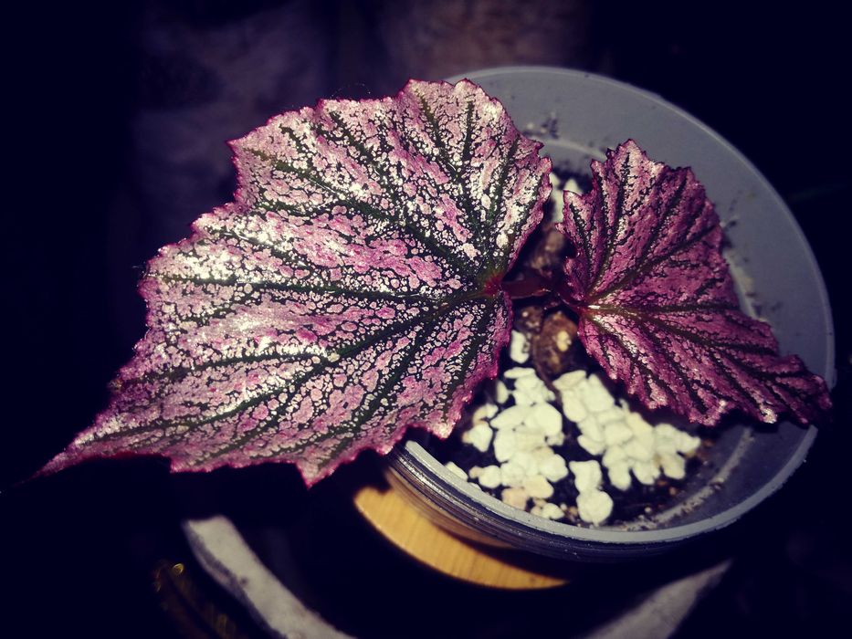 Begonia Pink Minx RZADKOŚĆ rośl. kolekcjonerska nie monstera variegata