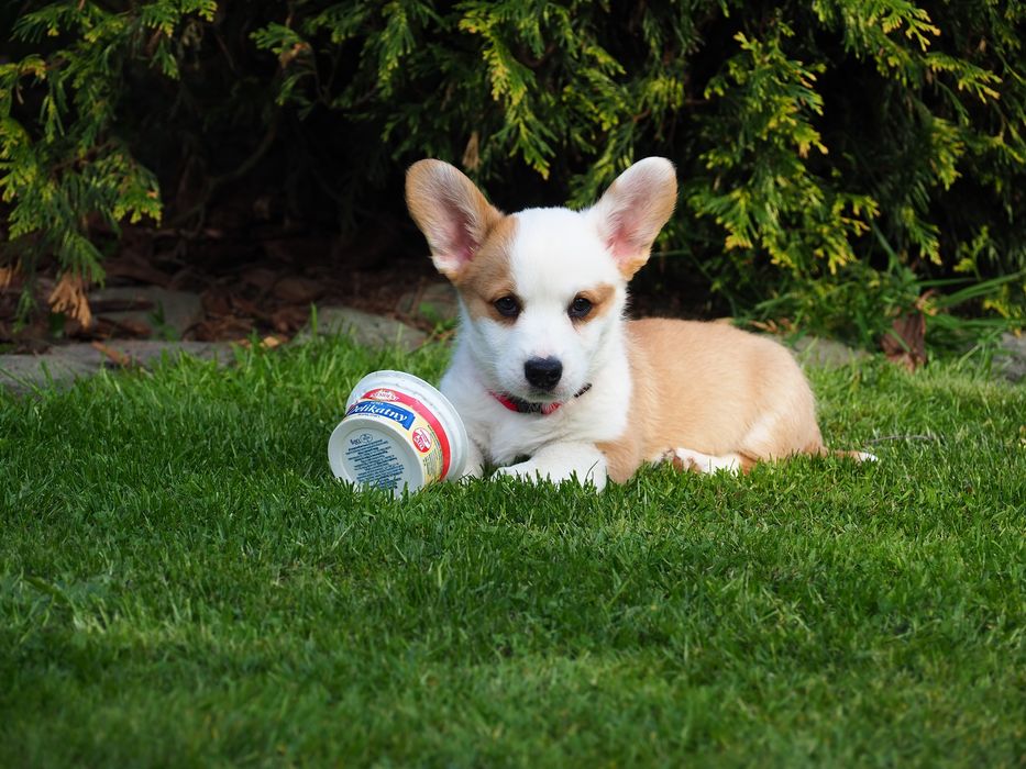 Welsh Corgi Cardigan piesek 7 tygodni