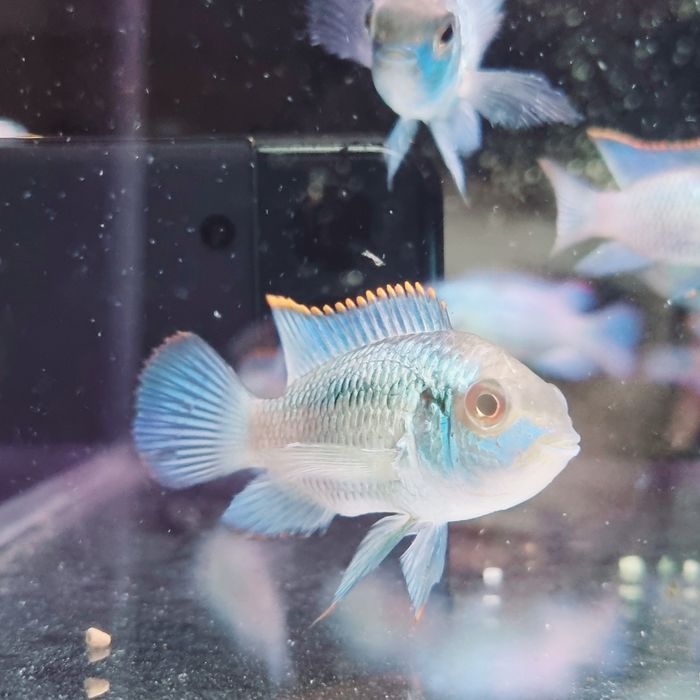 Akara electric blue